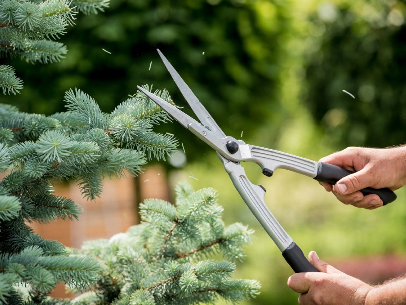 Pruning Christmas Tree