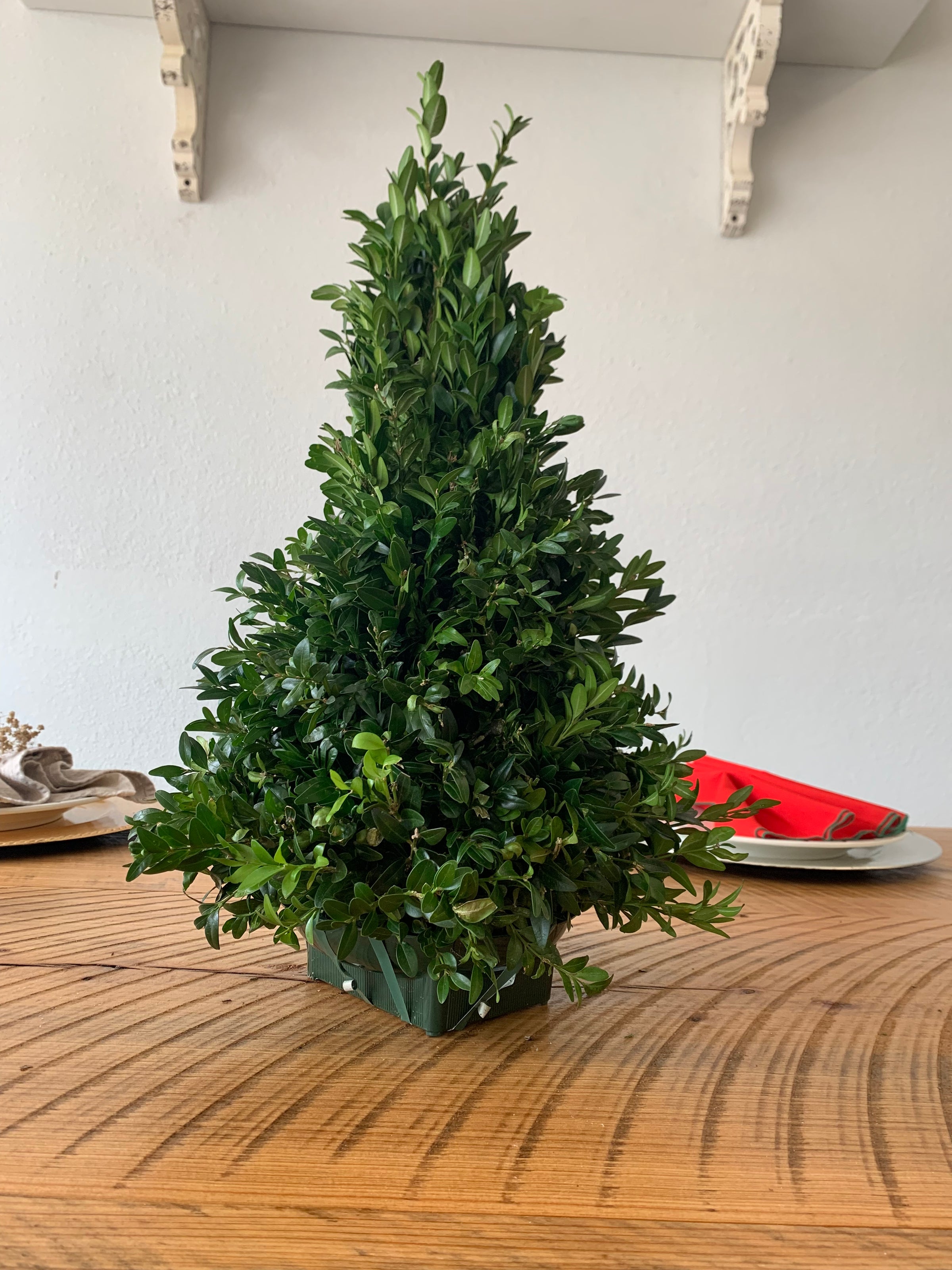 Real Boxwood Christmas Tree