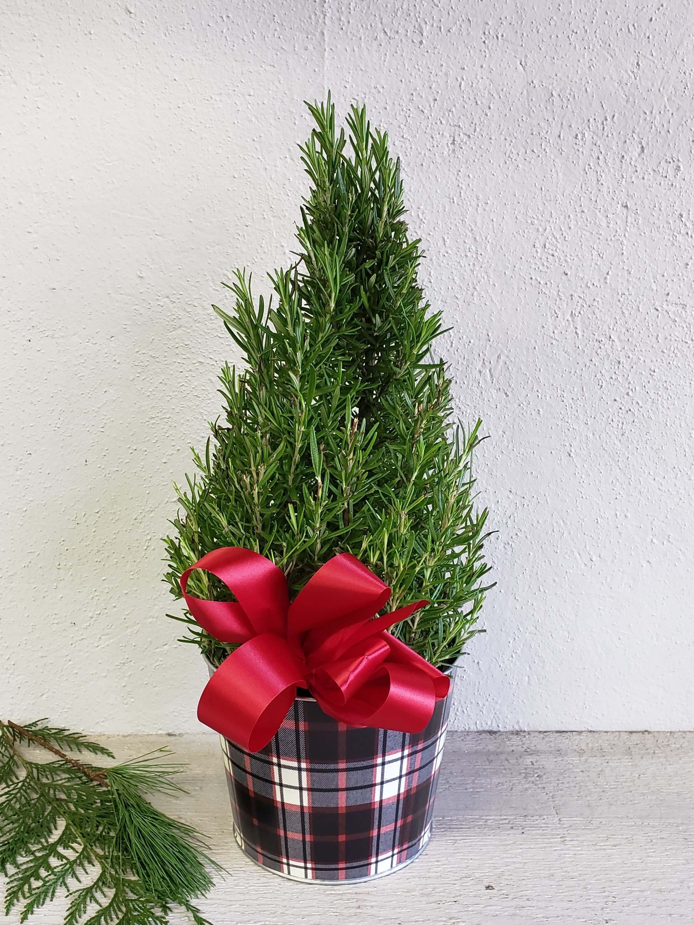 Rosemary Christmas tree