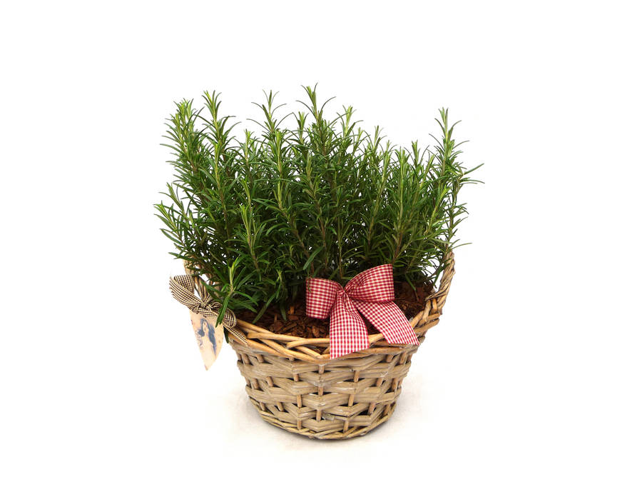 Use rosemary in gift baskets for Christmas