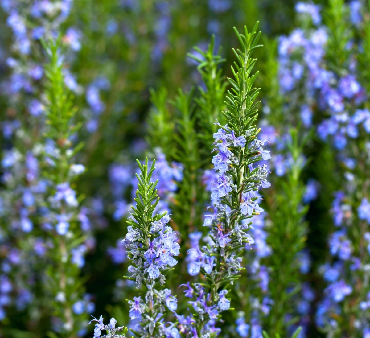 Decorate your rosemary tree for Christmas