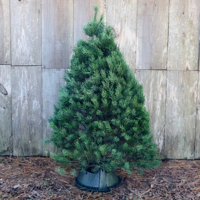 scotch pine christmas tree care