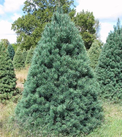 scotch pine christmas tree gallery