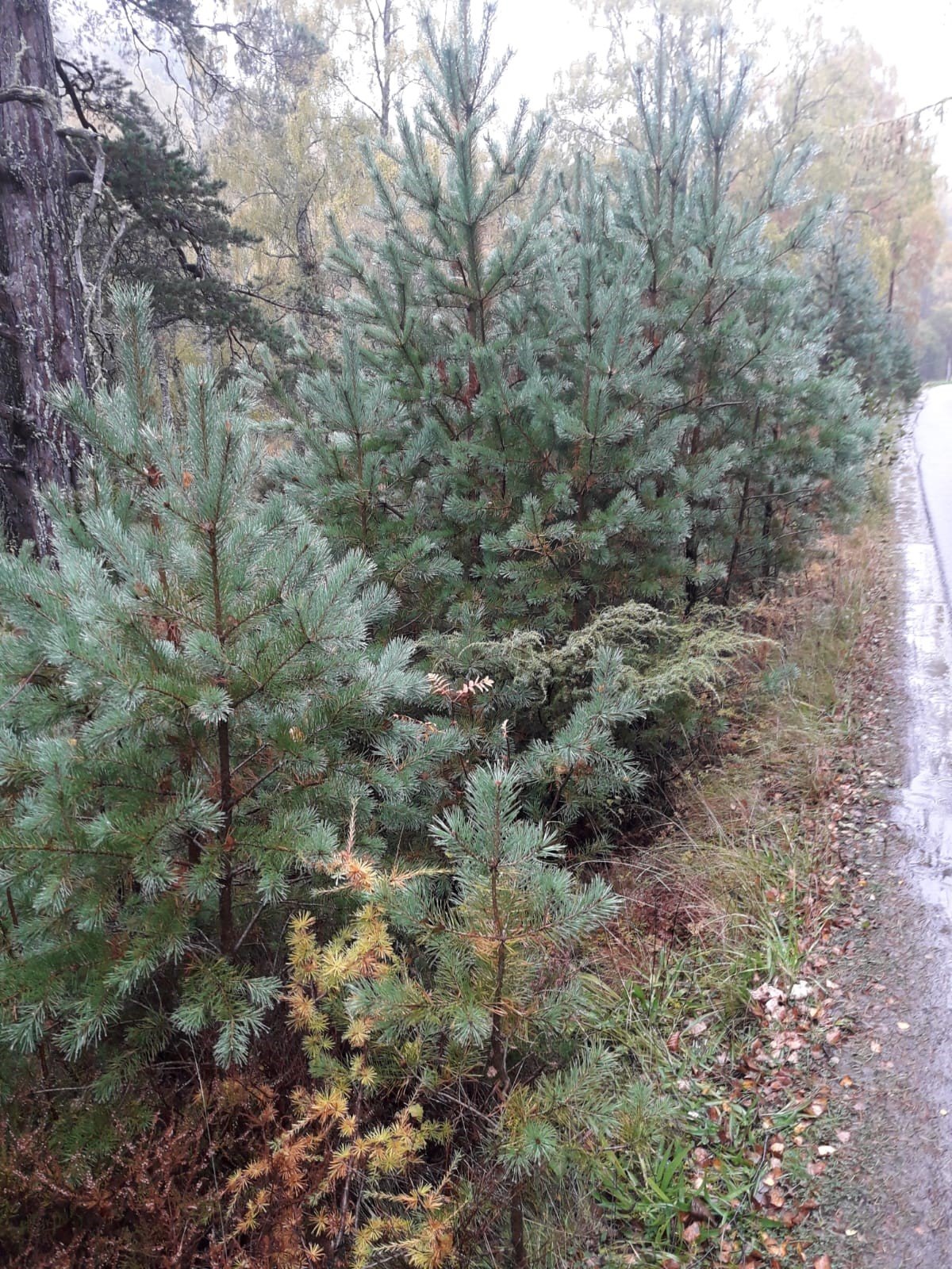 scotch pine christmas tree scent