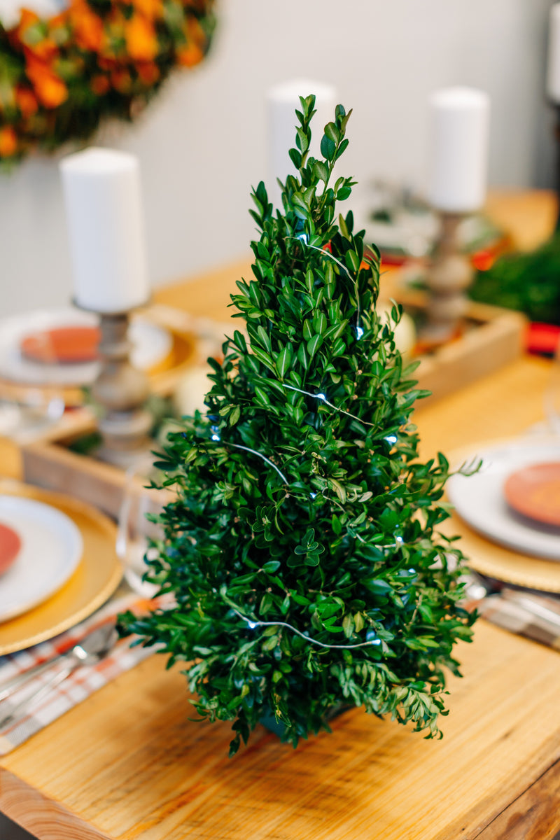 Small Boxwood Christmas Tree