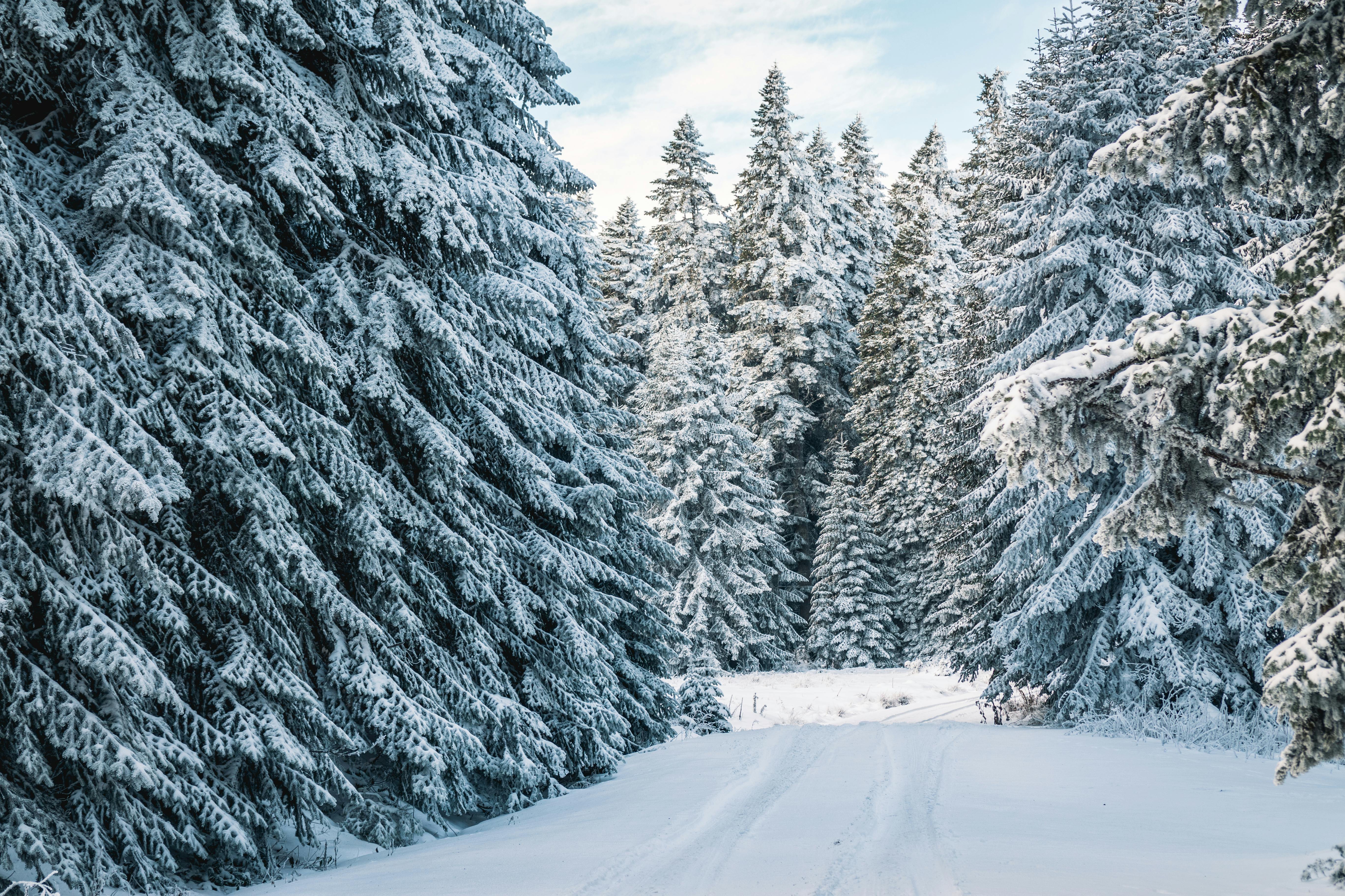 Snow-Covered Trees