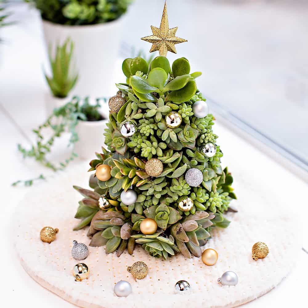 Succulent Christmas Trees