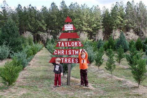 Taylor County Christmas Tree Farm