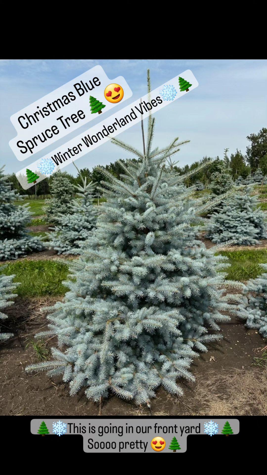 Balkan Spruce Christmas Trees