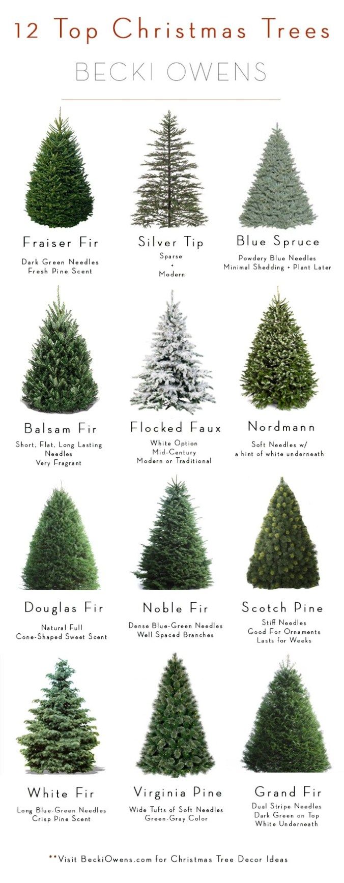 Christmas Tree Species